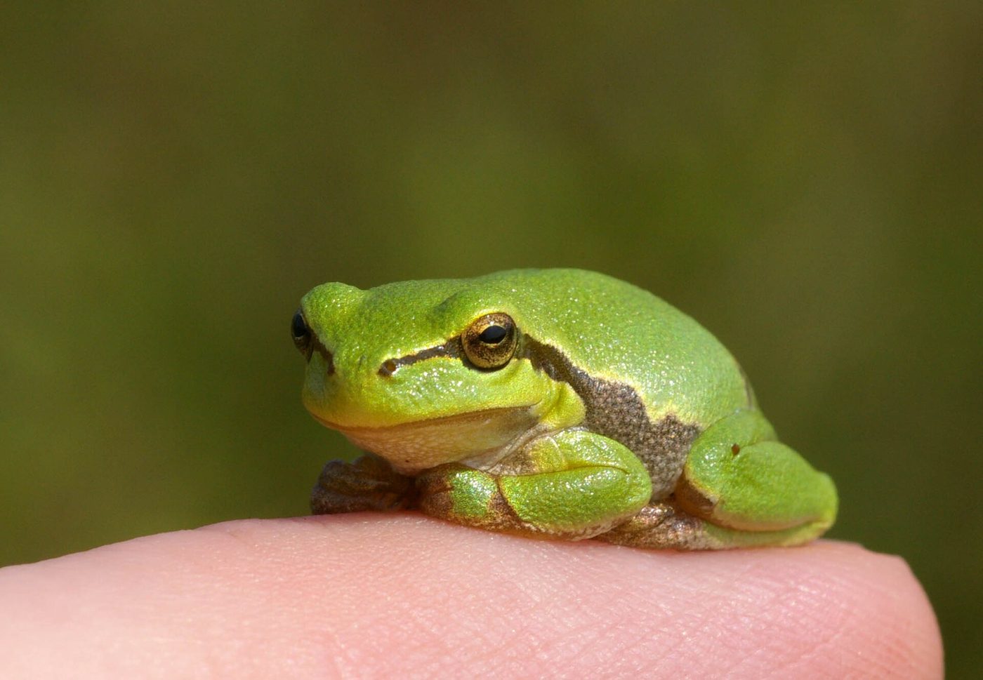 European tree frog