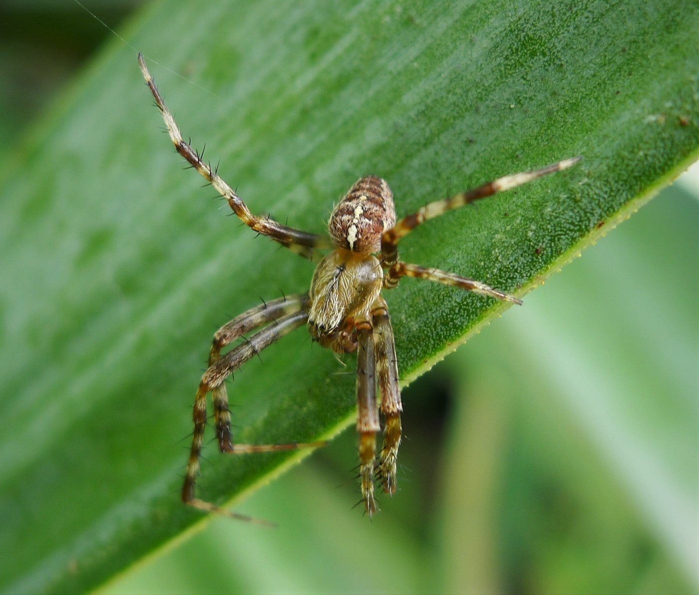 European garden spider