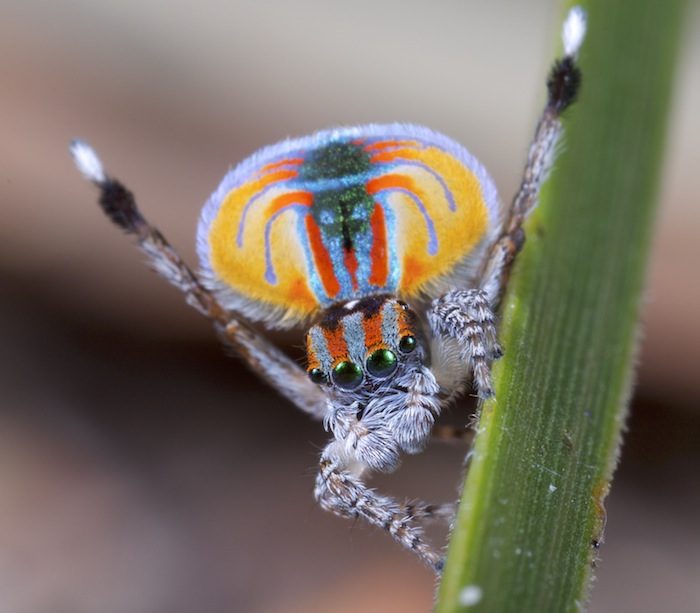 Peacock spider