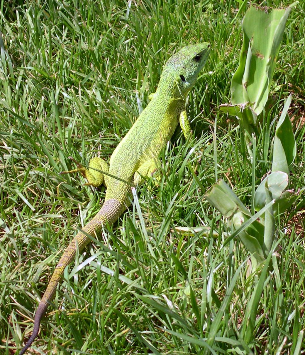 Lagarto verde de los Balcanes