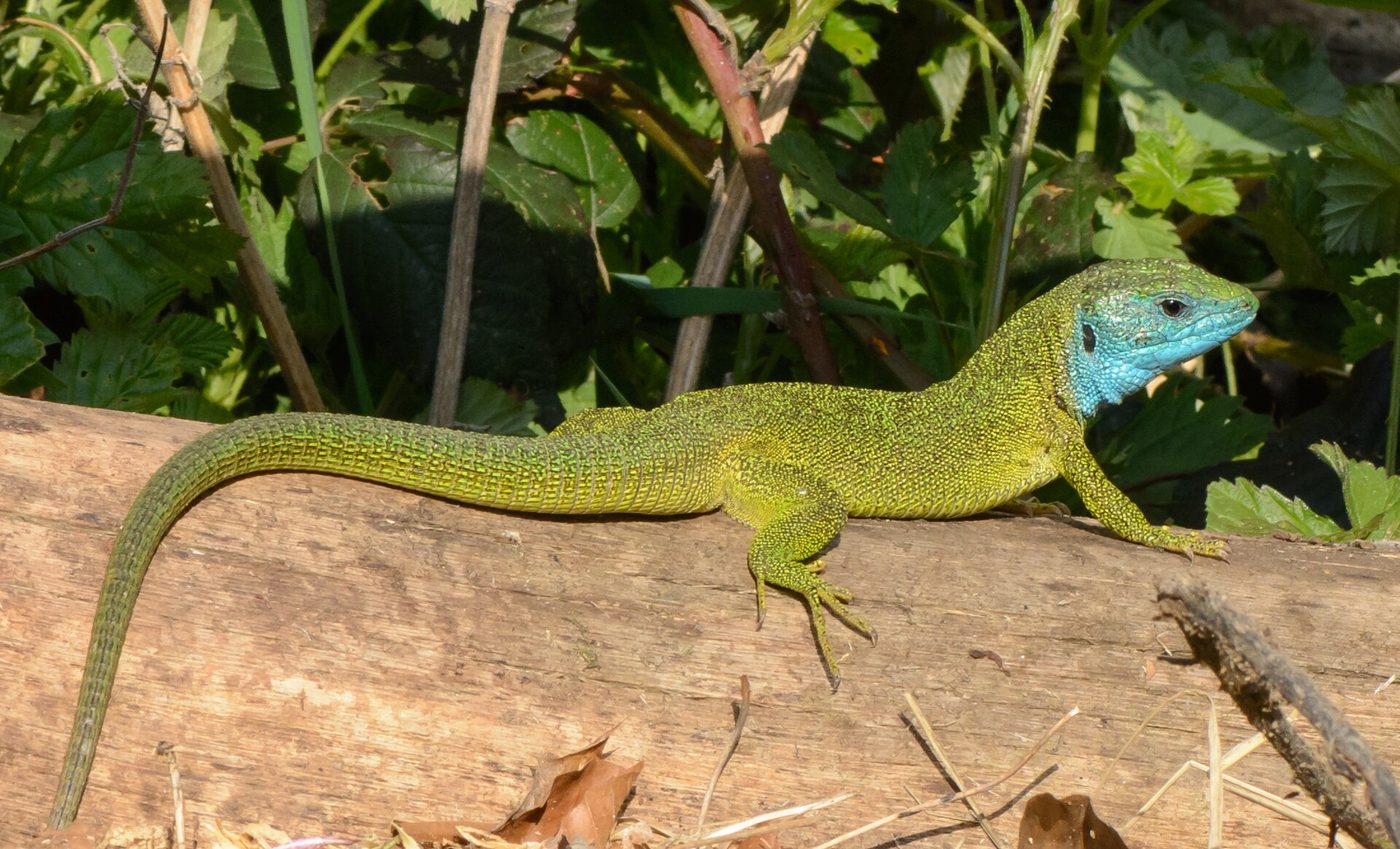 Lagarto verde
