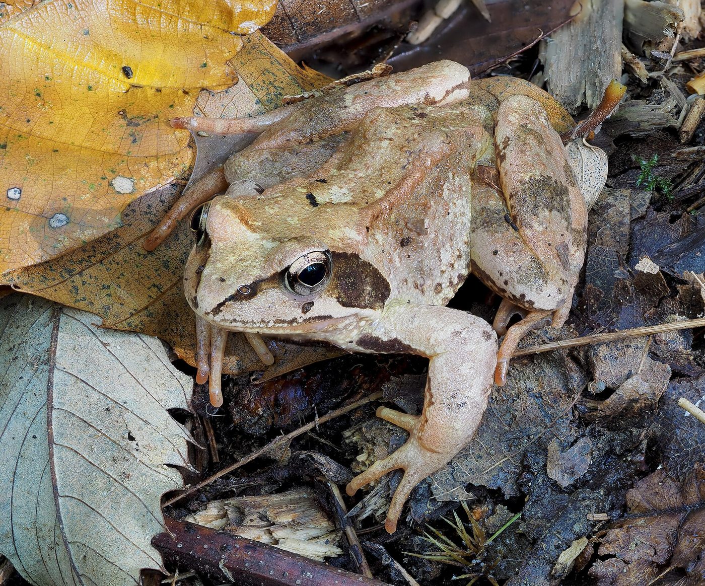 Springfrosch