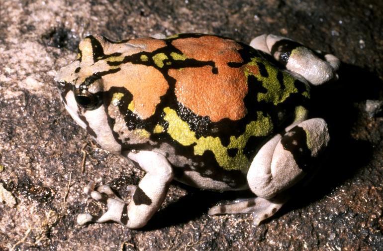 Grenouille arc-en-ciel de Madagascar