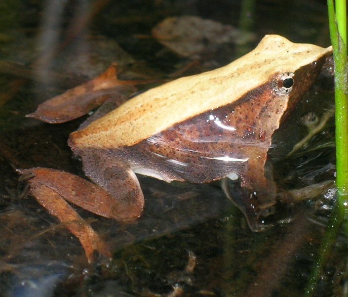 Darwin-Nasenfrosch