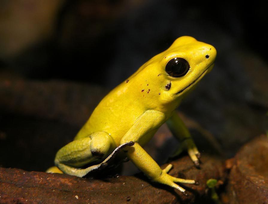 Schrecklicher Pfeilgiftfrosch