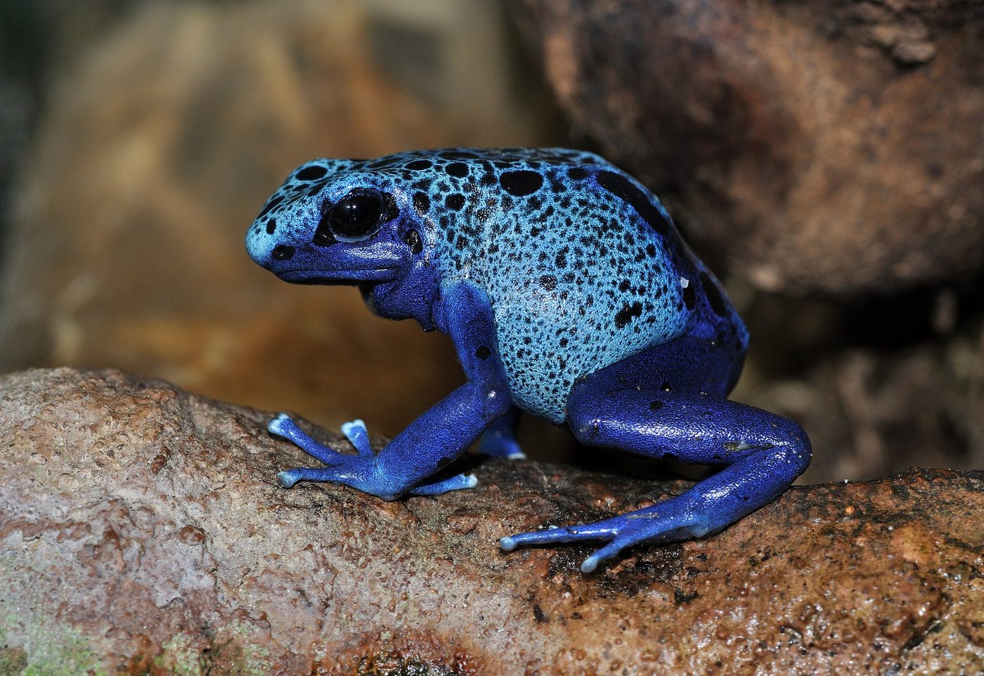 Dendrobate azuré