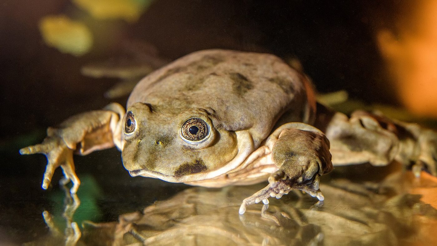 Titicaca-Riesenfrosch
