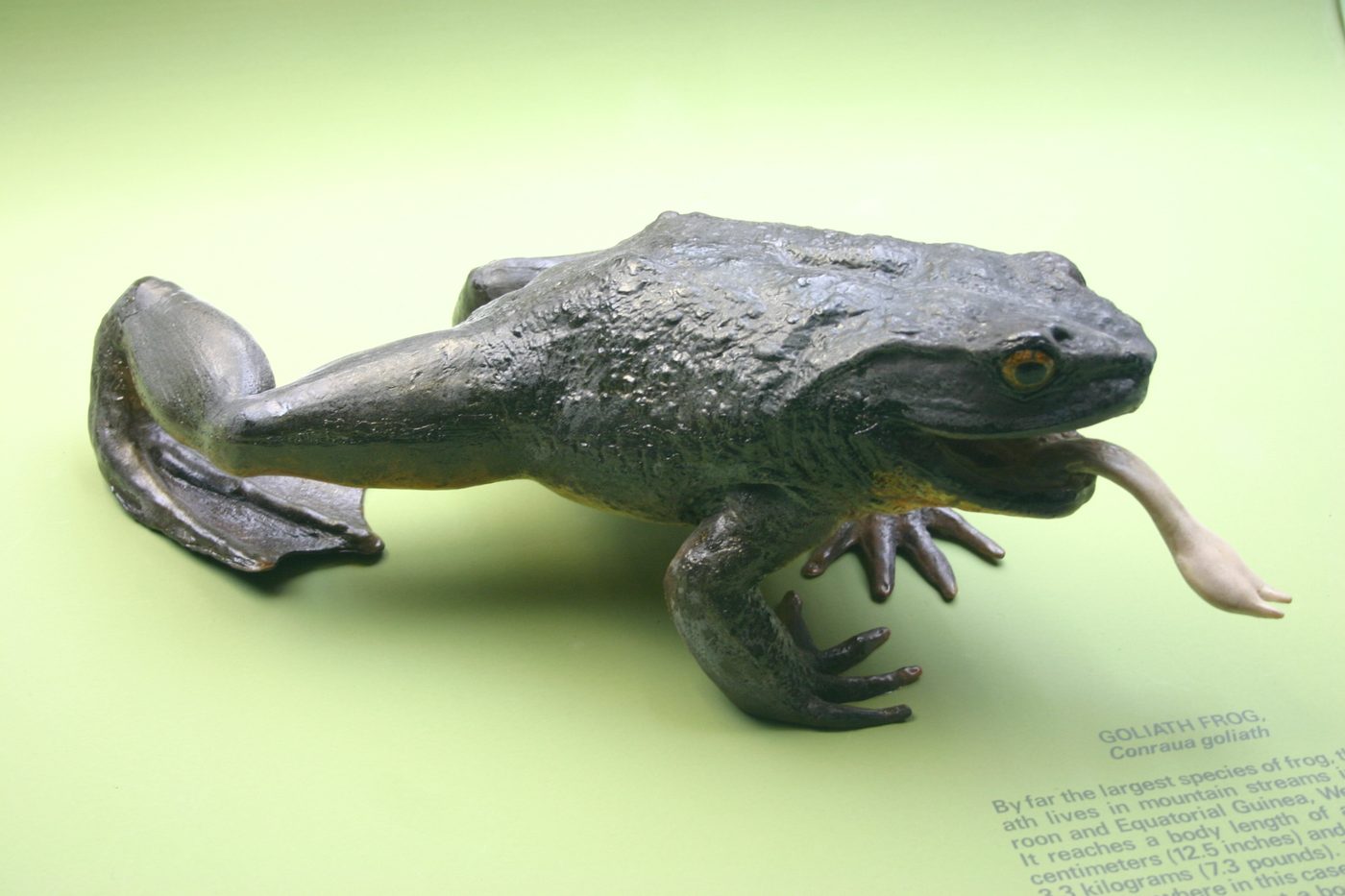 Goliathfrosch