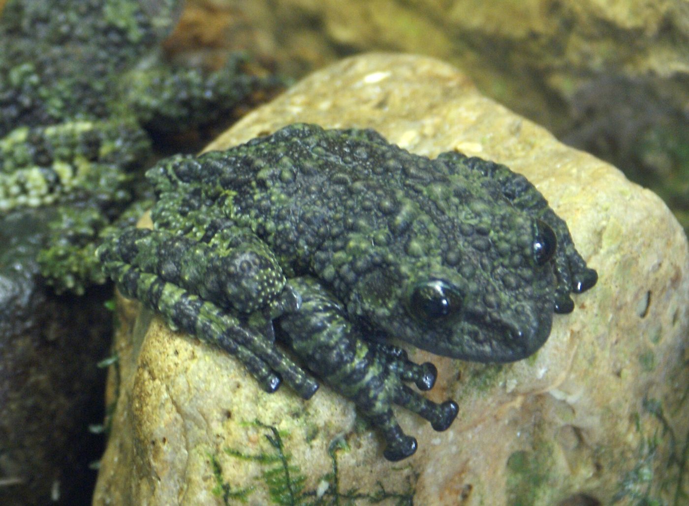 Vietnamesischer Moosfrosch