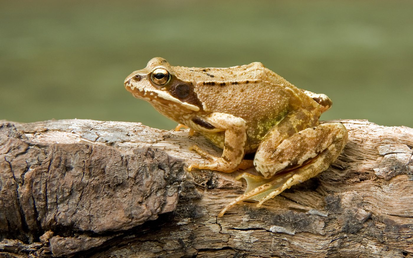 Grenouille rousse