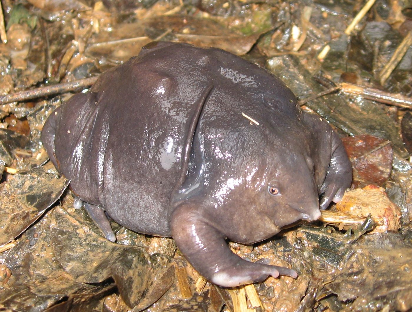 Lila Froschnase
