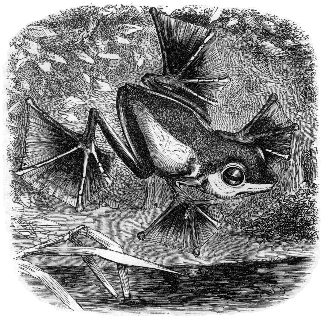 Wallace-Flugfrosch