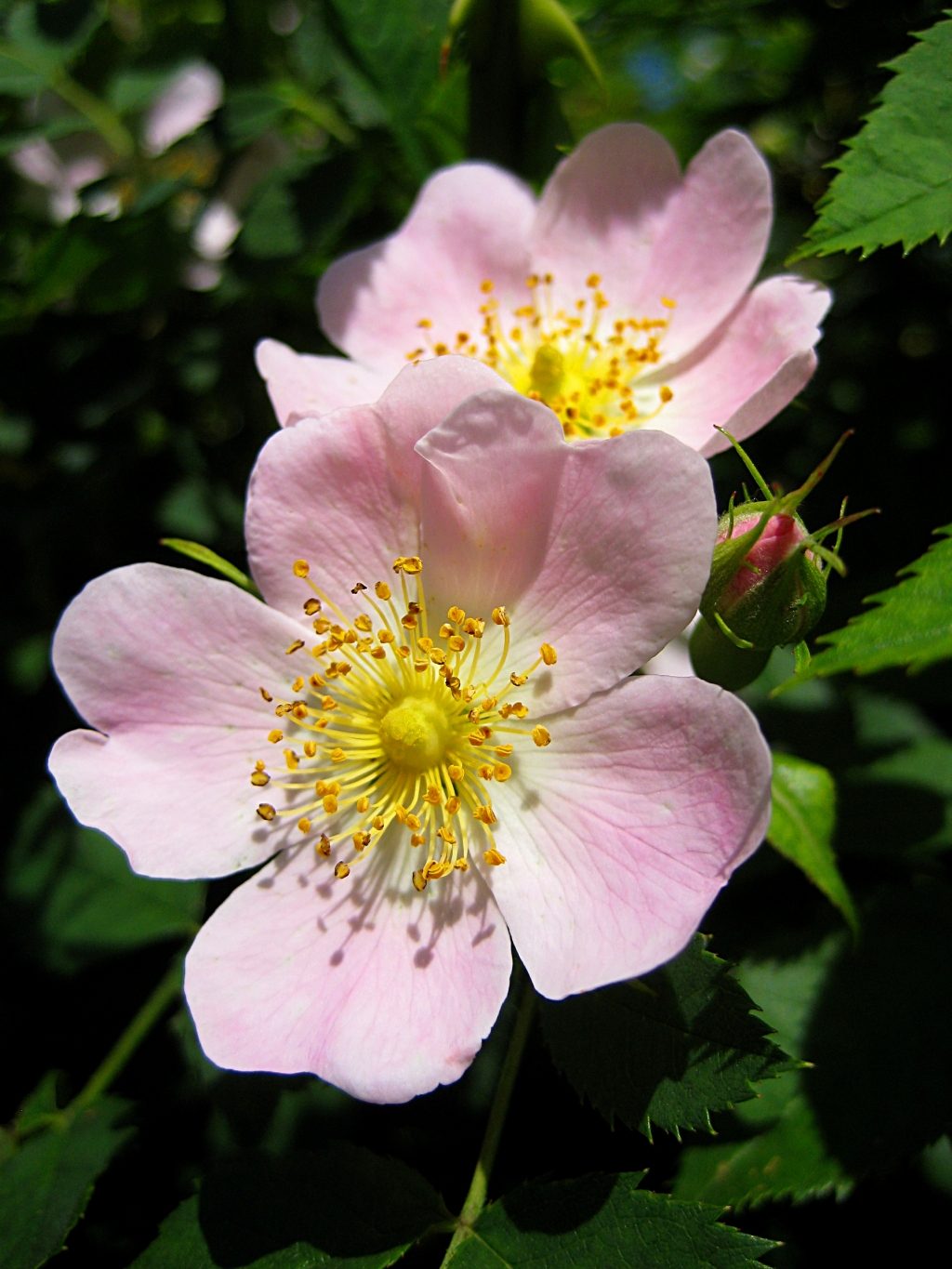 Rosal silvestre