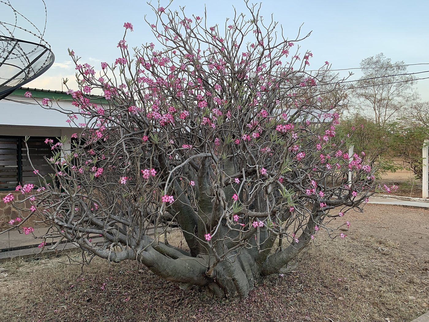 Rosa del deserto