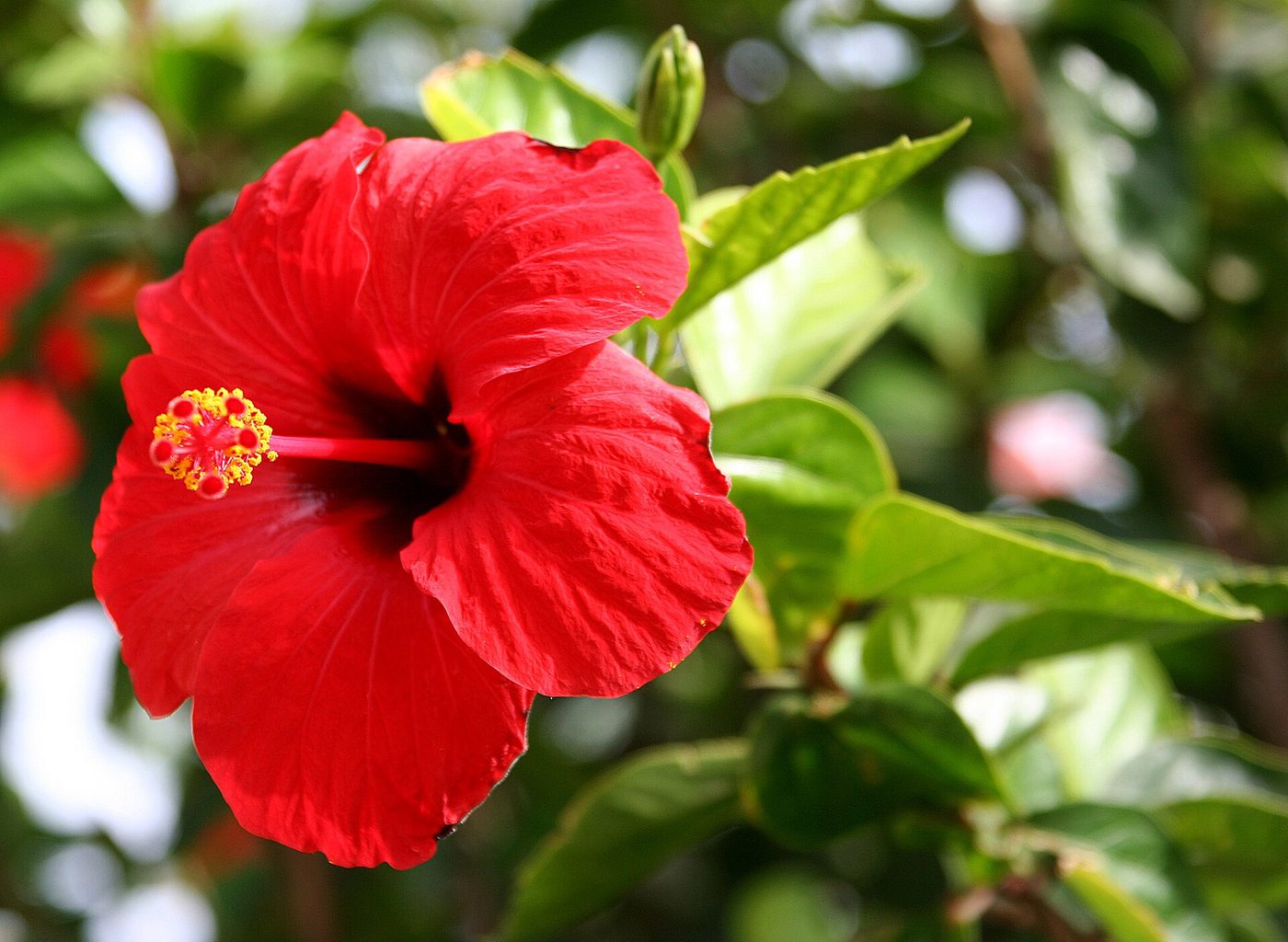 Chinesischer Roseneibisch