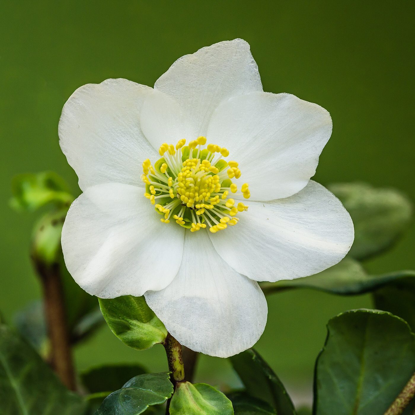 Rosa di Natale