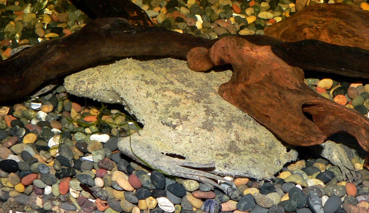 Surinam toad