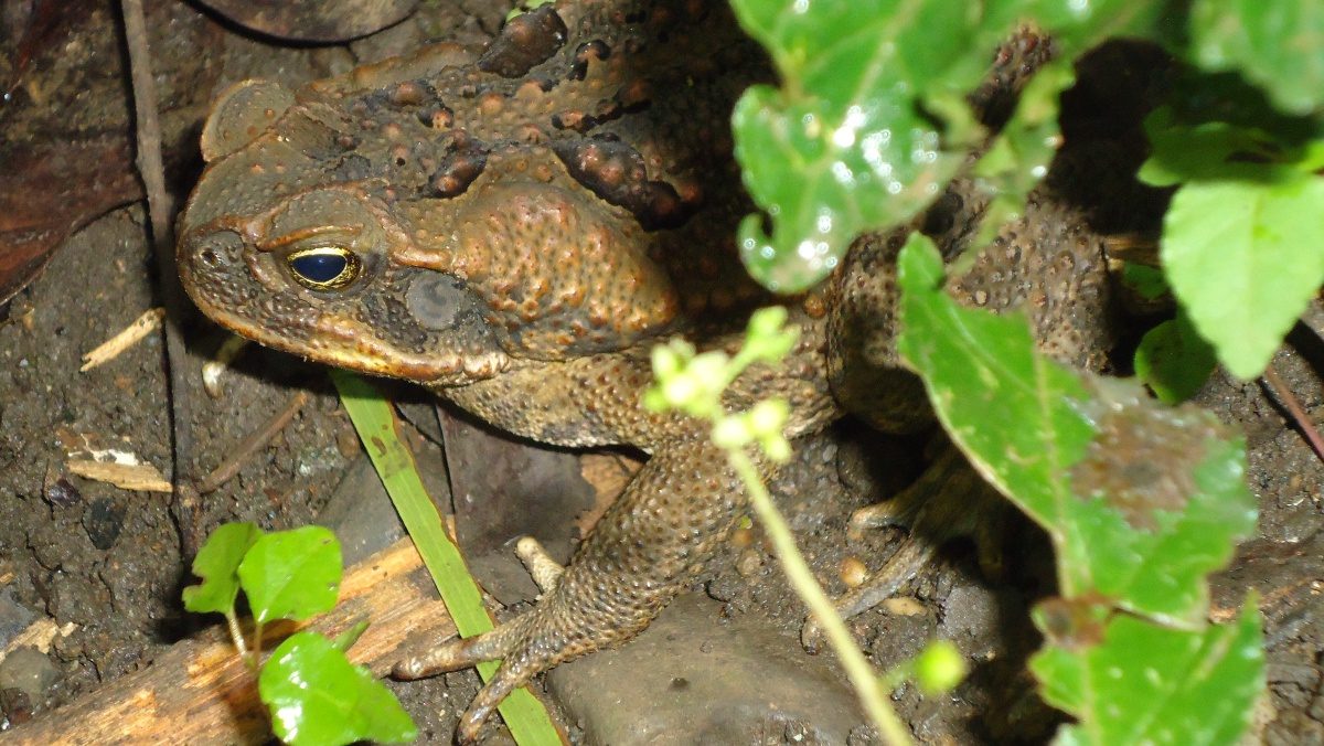 Aga-Kröte