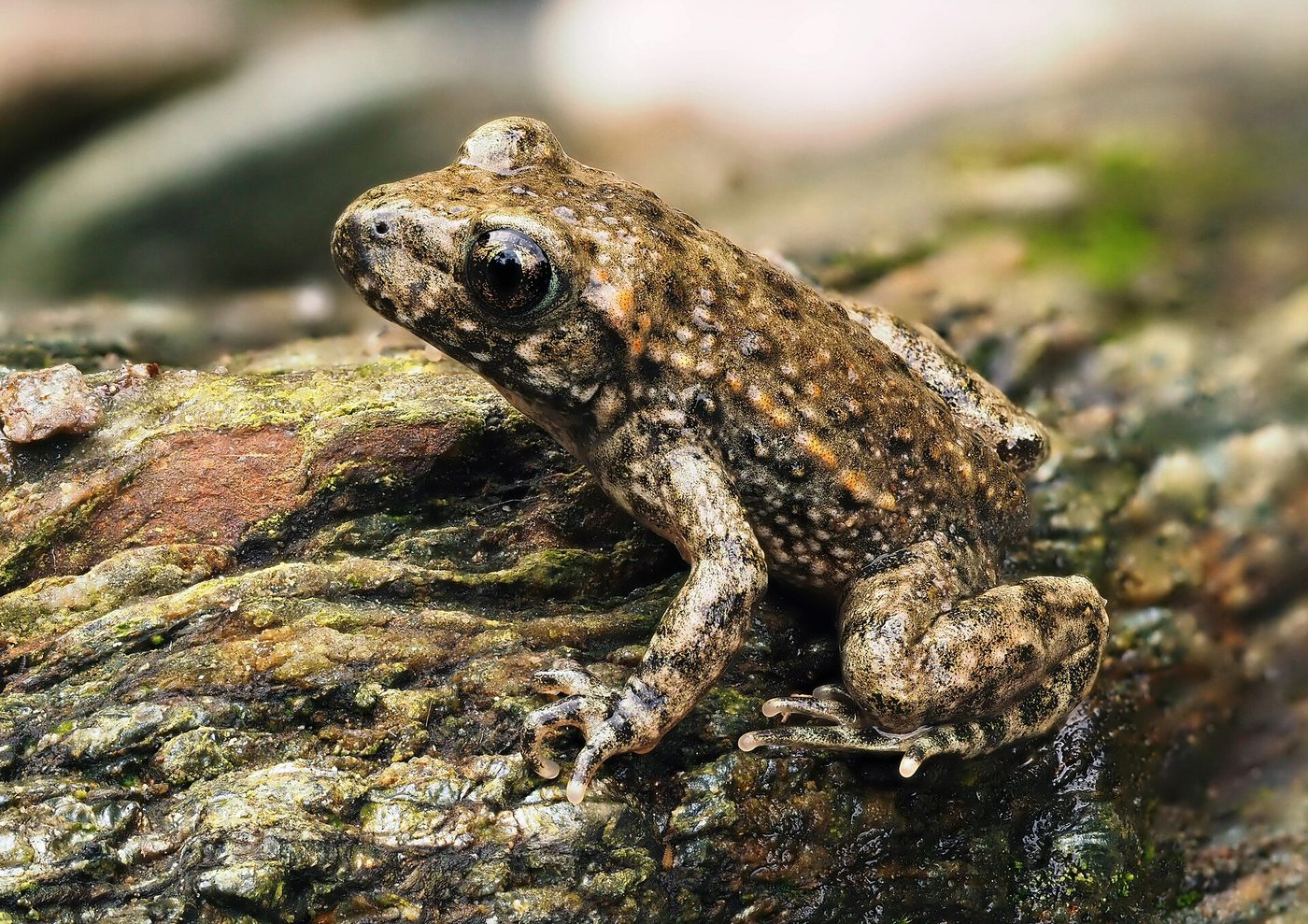 Common midwife toad