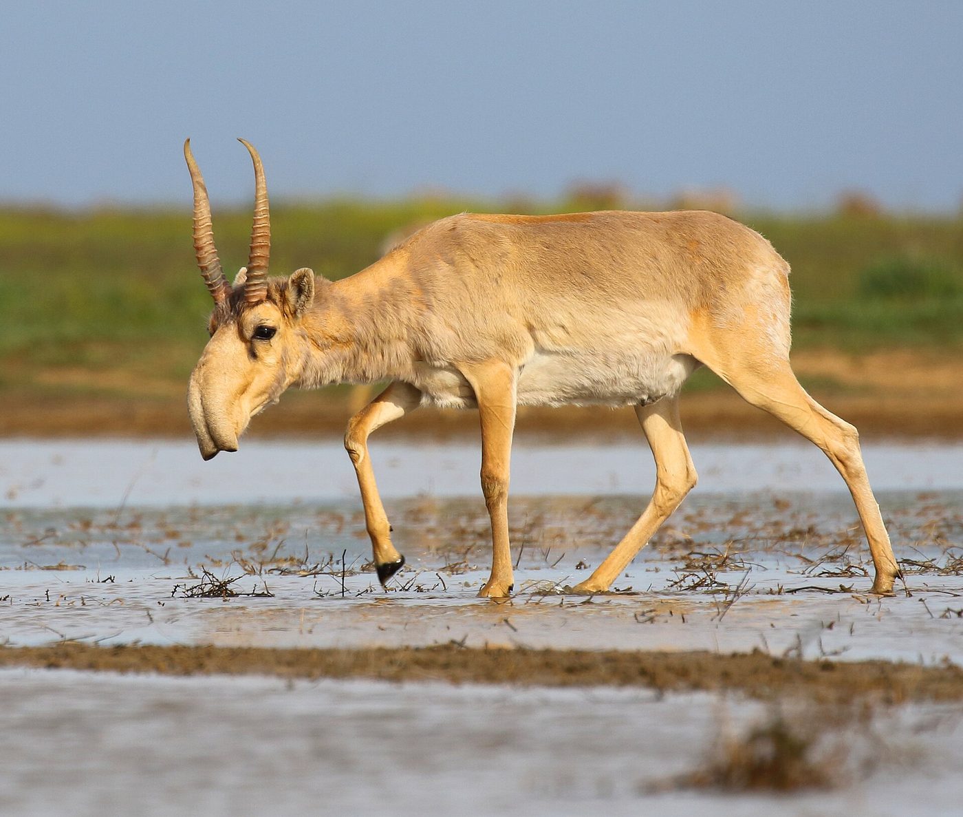 Antílope saiga