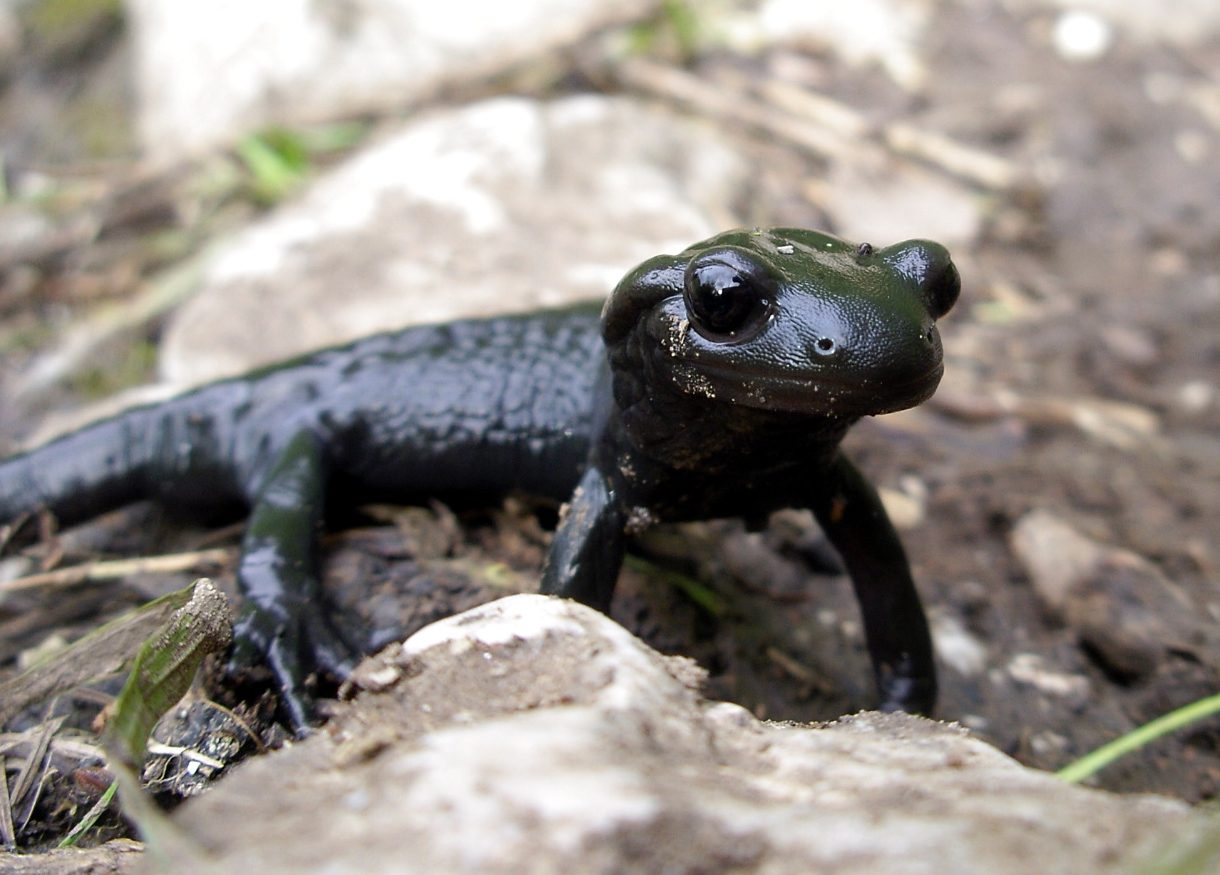 Alpine salamander