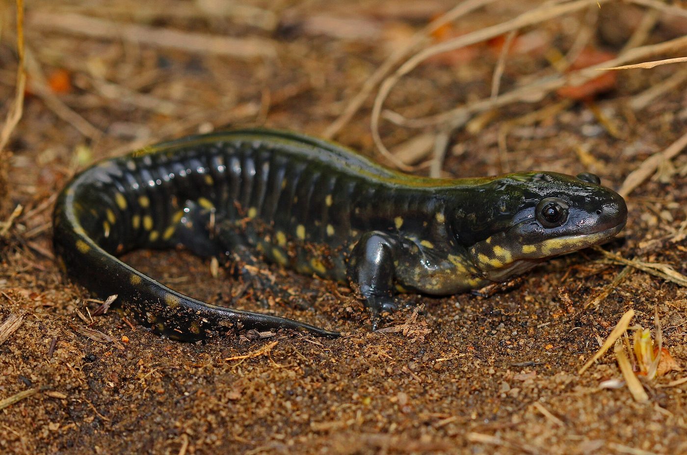 Tigersalamander