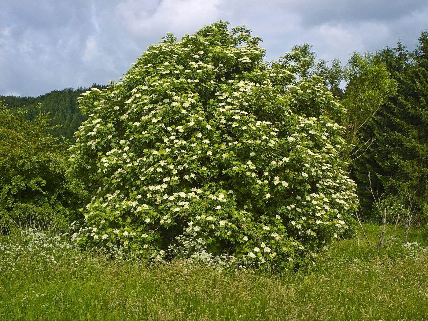 Schwarzer Holunder