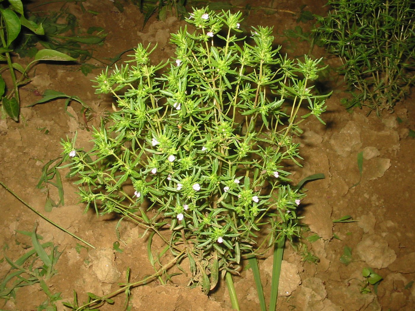Ajedrea de jardín