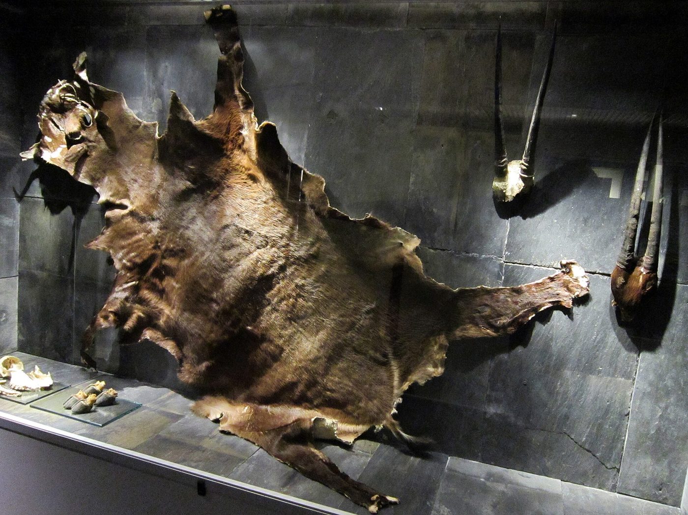Saola