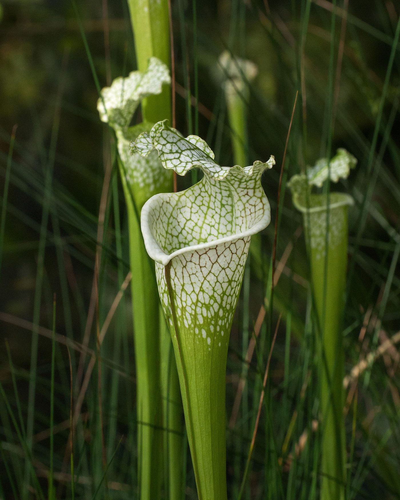 Sarracenia bianca