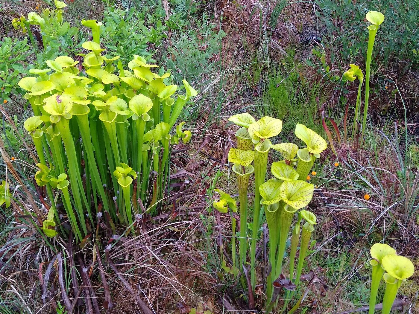 Sarracenia gialla