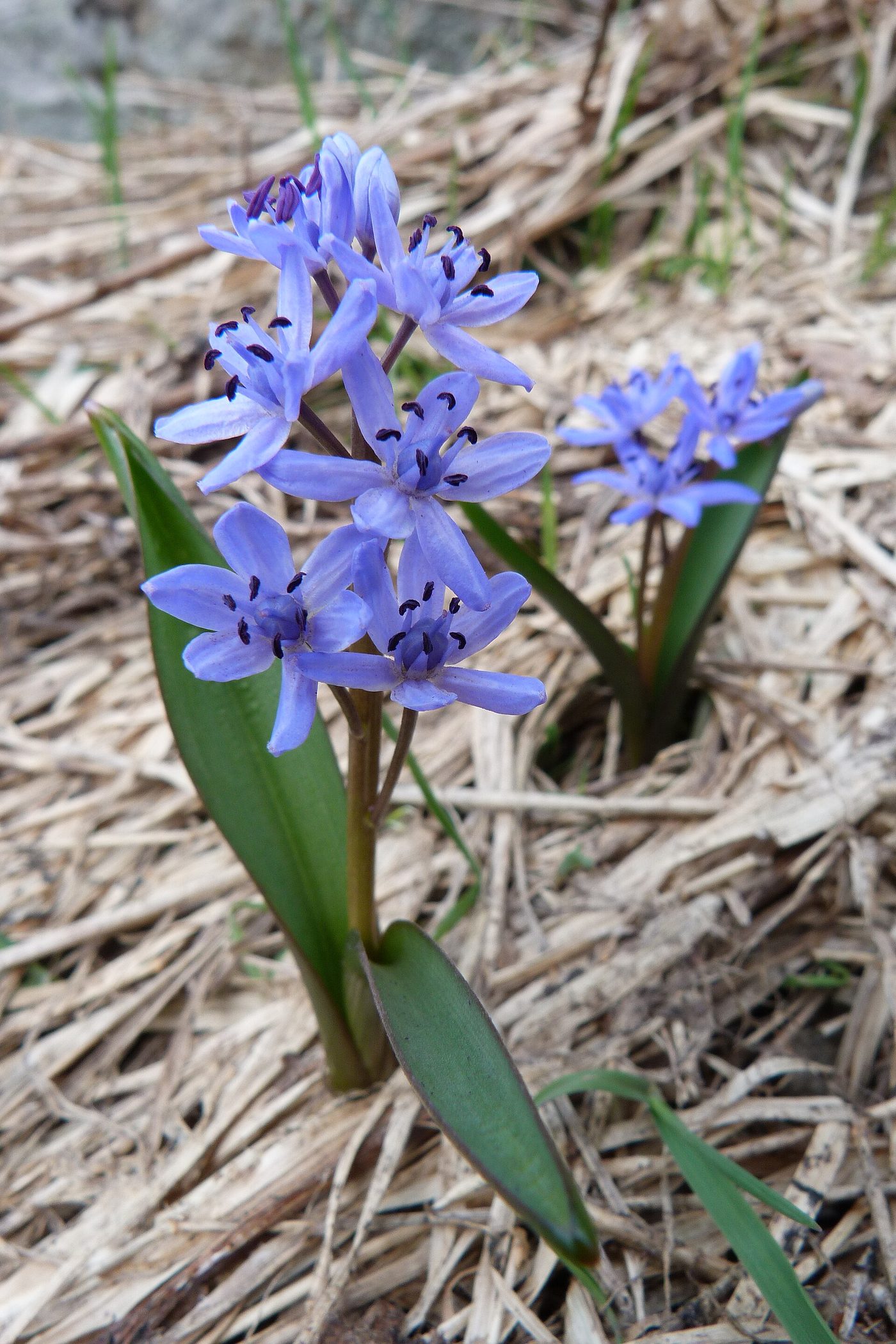 Scilla silvestre