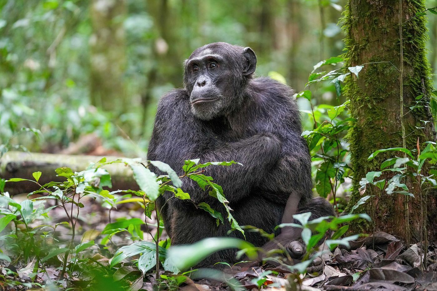 Chimpanzé
