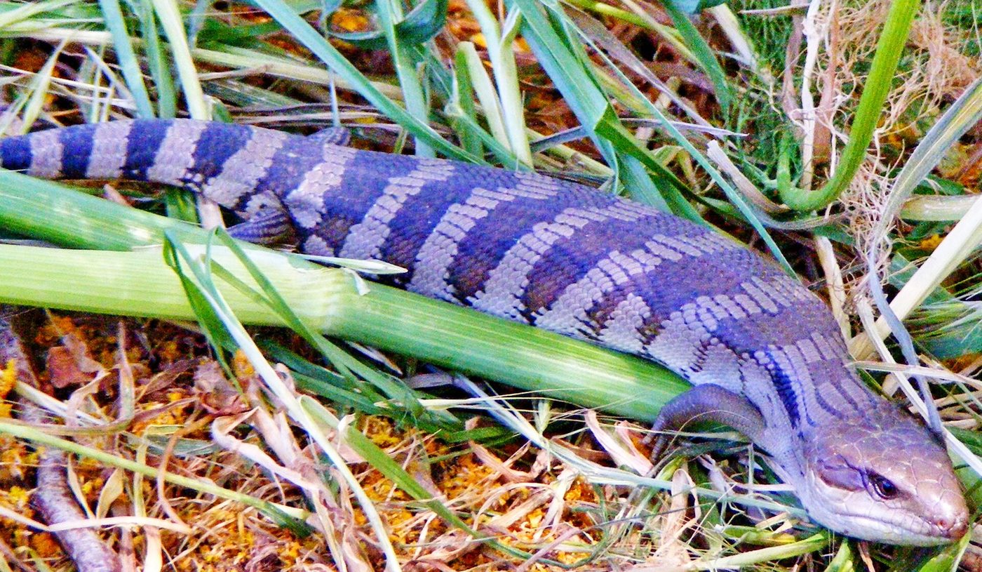 Gemeiner Blauzungenskink