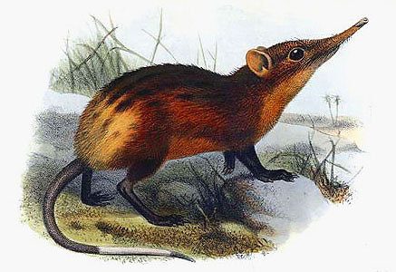 Sengi dal dorso dorato