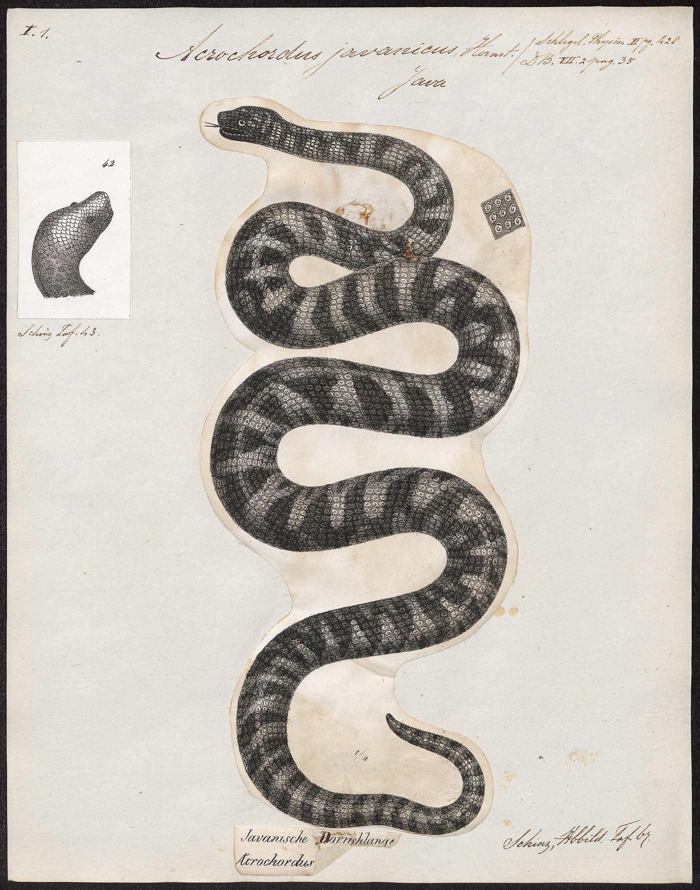 Serpent verruqueux