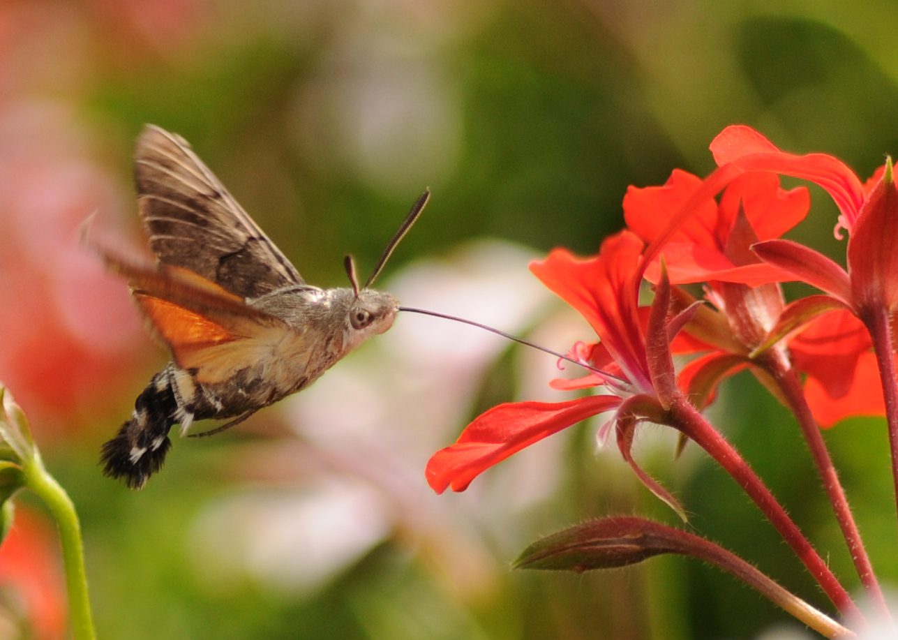 Hummingbird hawk-moth