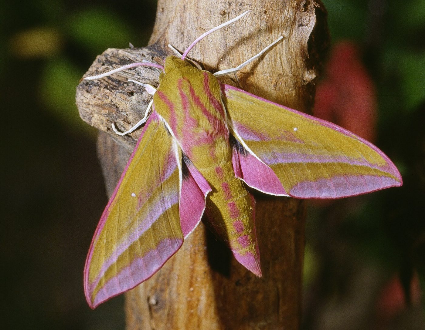 Elephant hawk moth