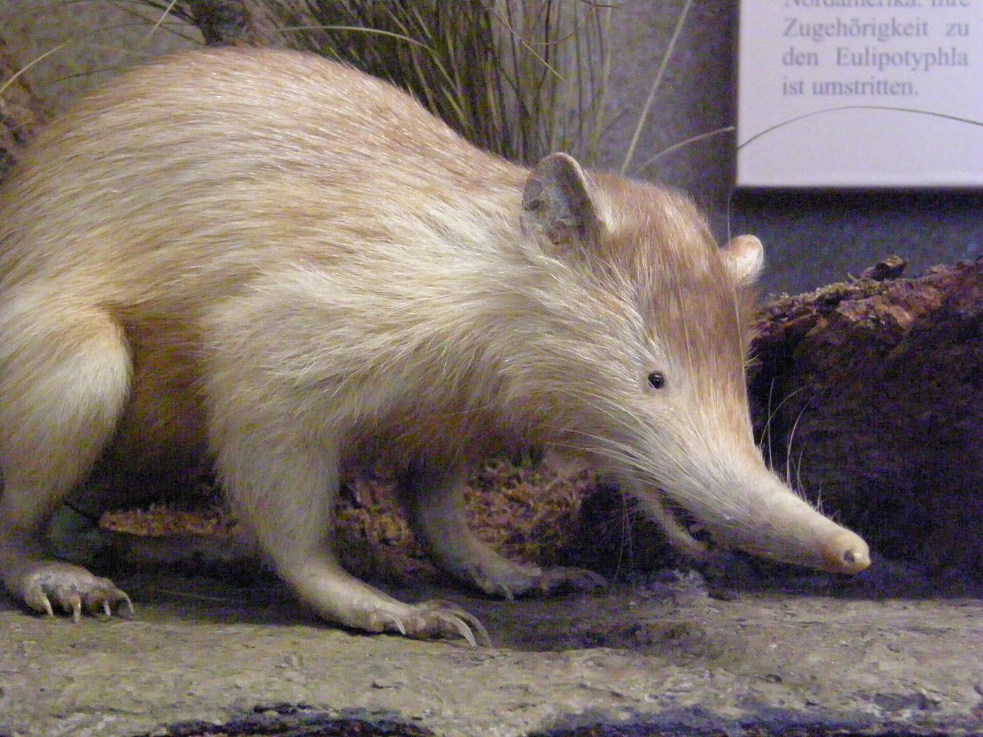 Solénodonte paradoxal