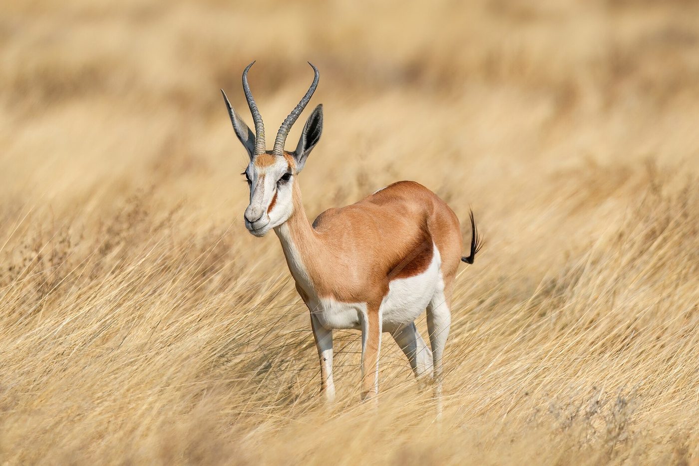 Springbock
