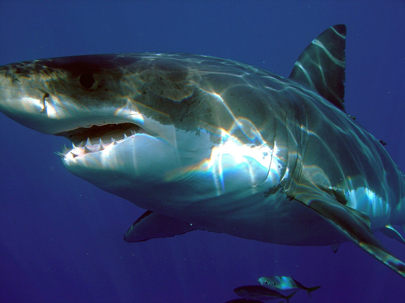 Grand requin blanc