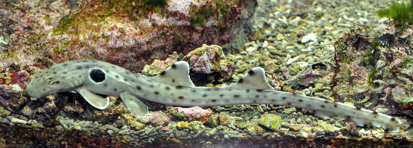 Epaulettenhai
