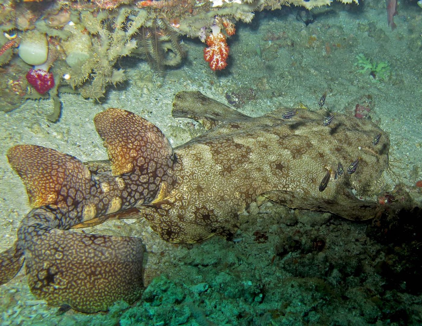 Fransenteppichhai