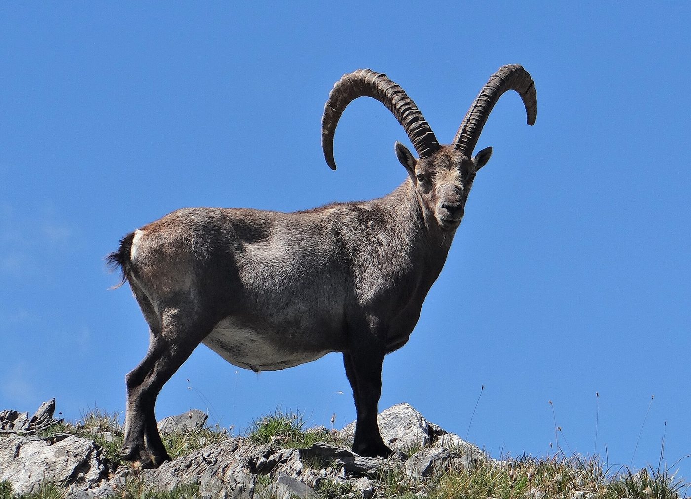 Alpensteinbock