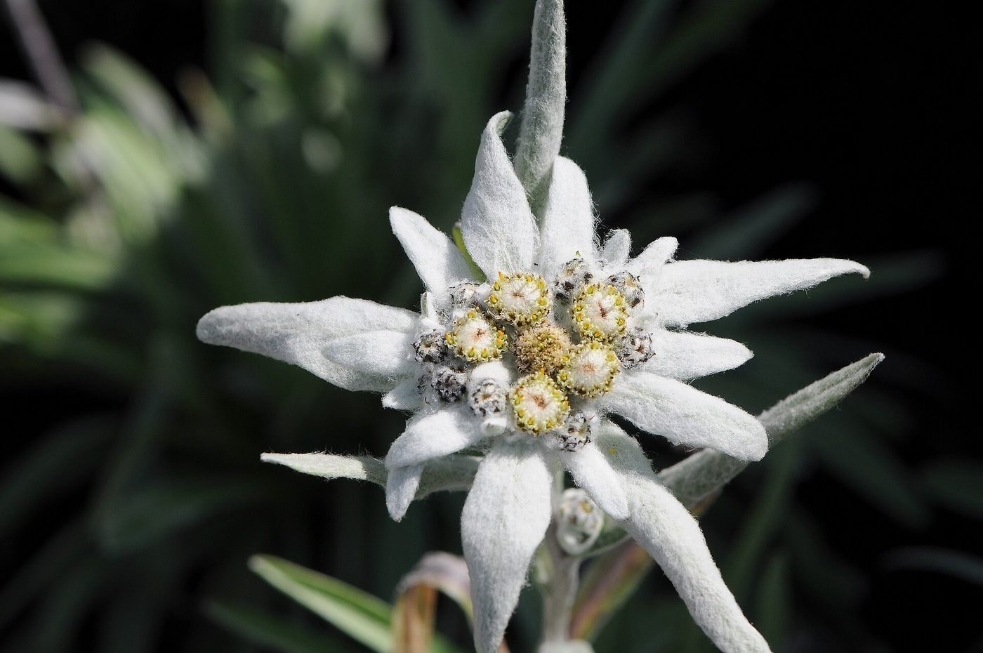 Stella alpina