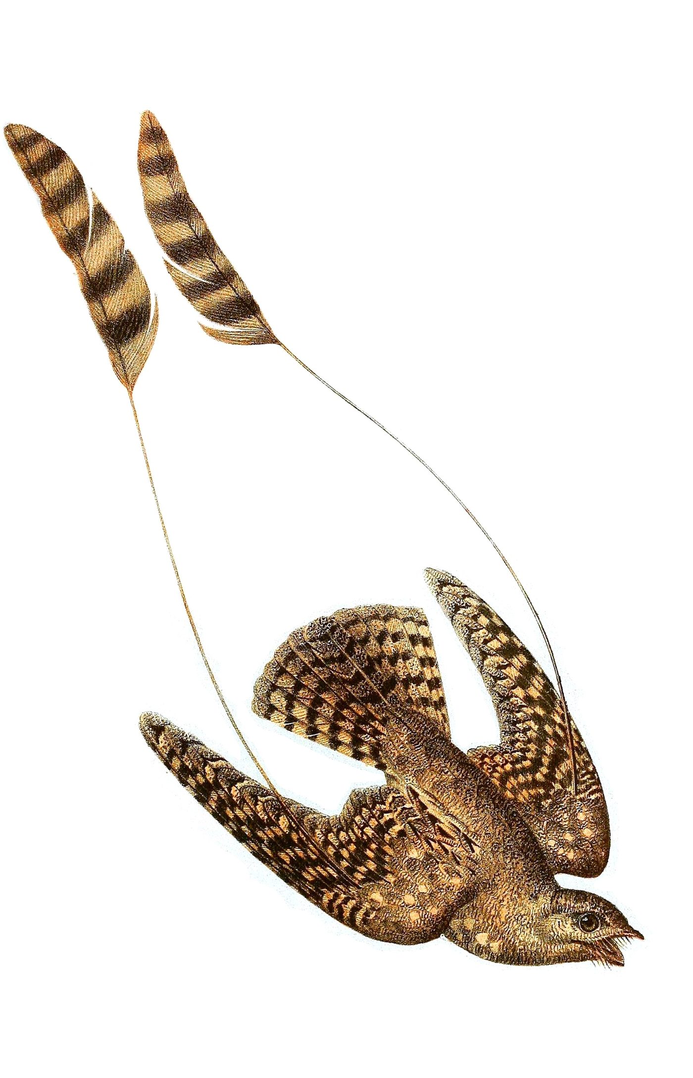 Standard-winged nightjar