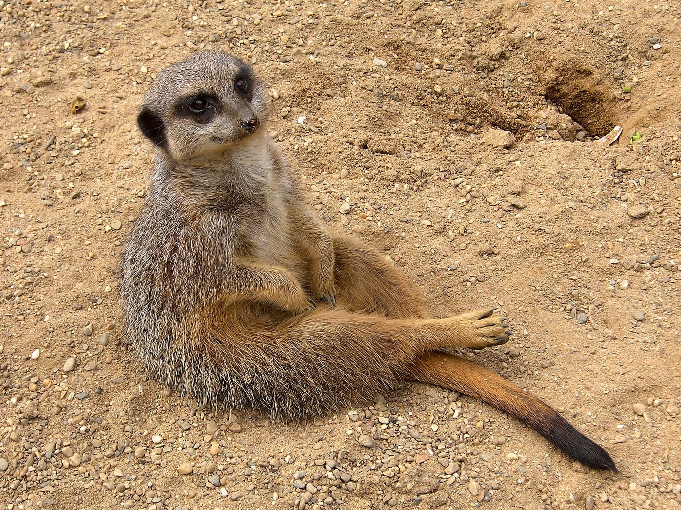Erdmännchen