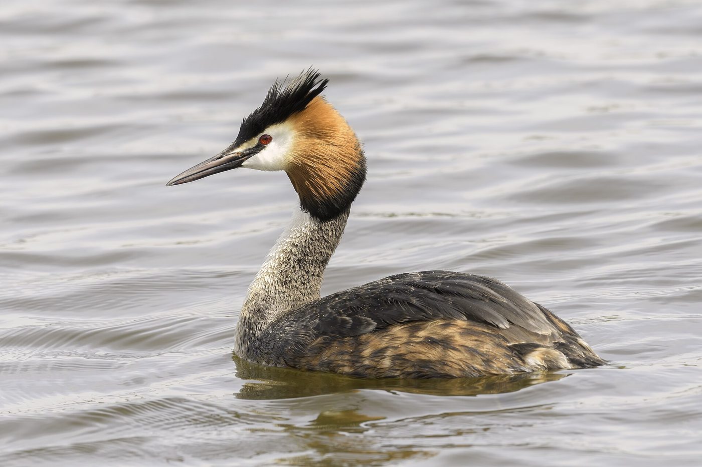 Great crested grebe
