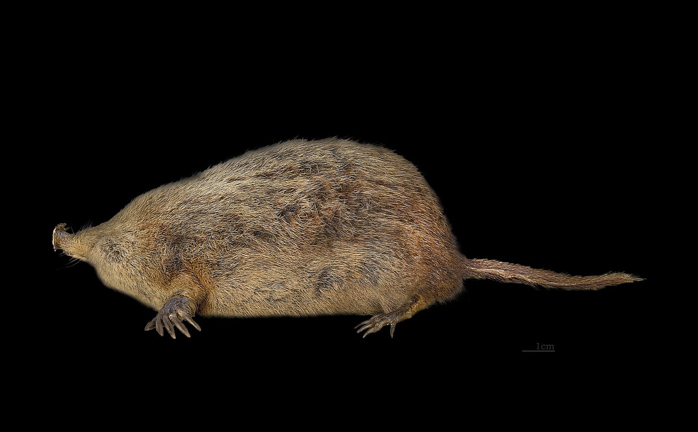 Topo de nariz estrellada