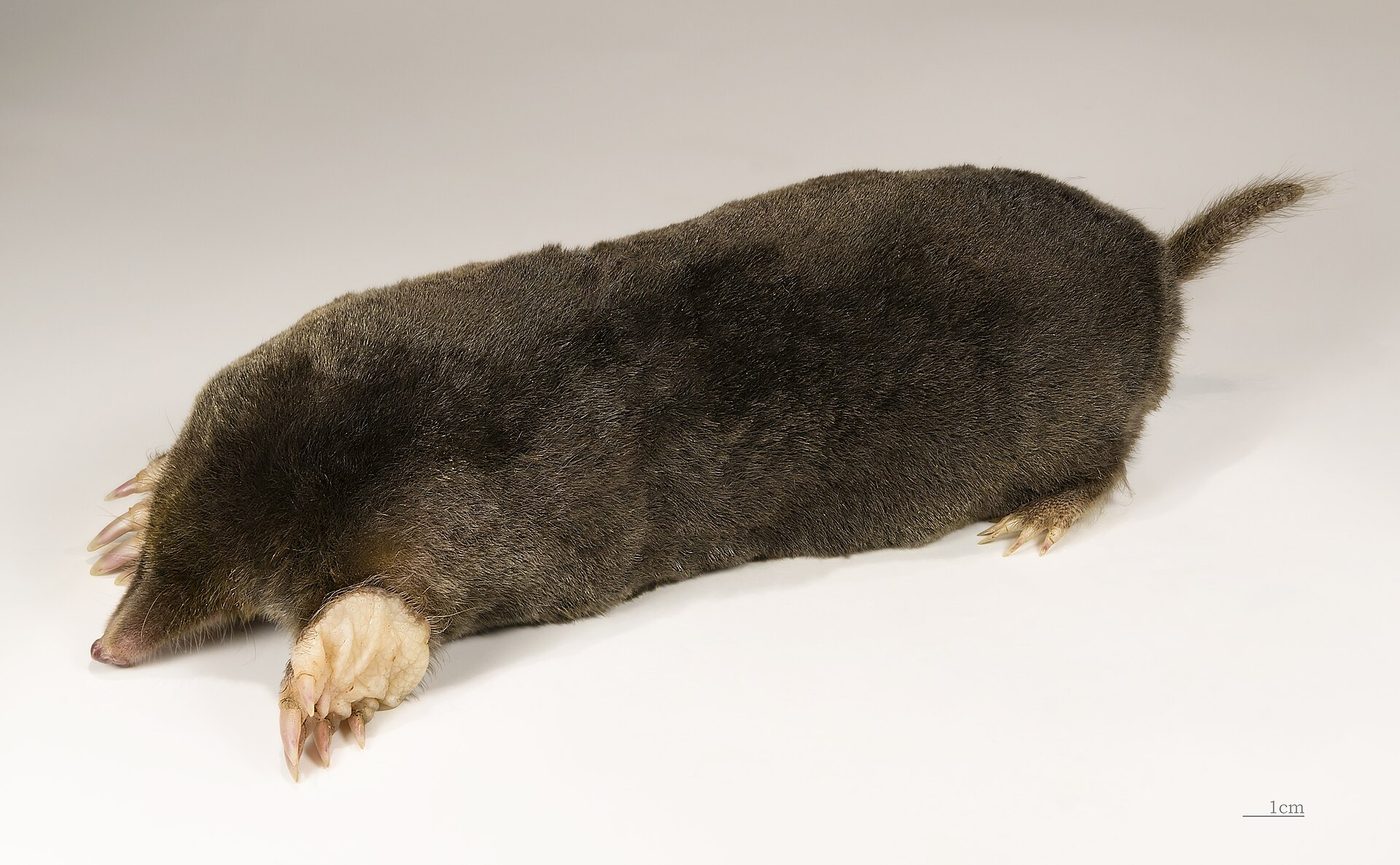 European mole